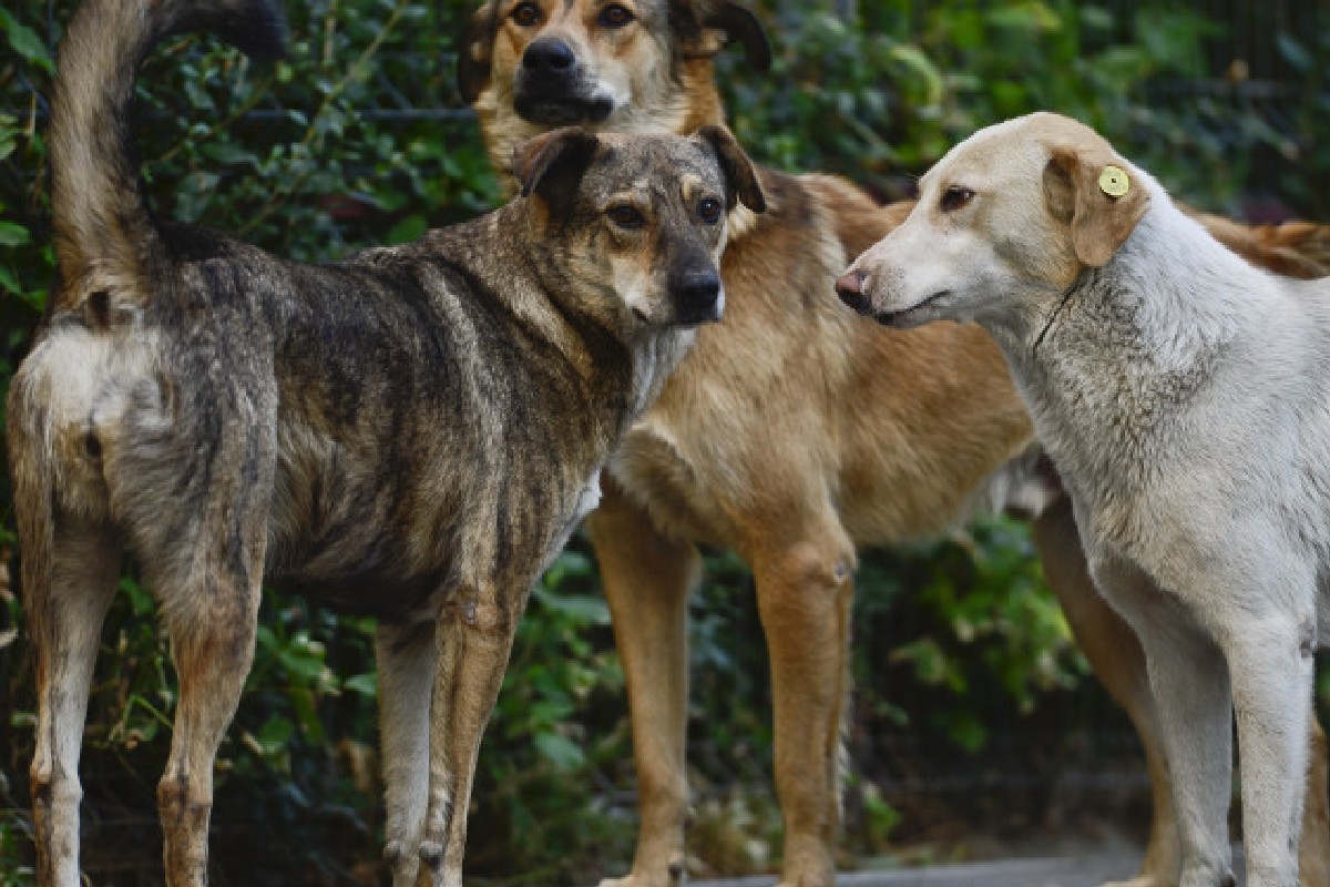 Consiliul Județean Mureș va înființa un compartiment special pentru gestionarea câinilor fără stăpân