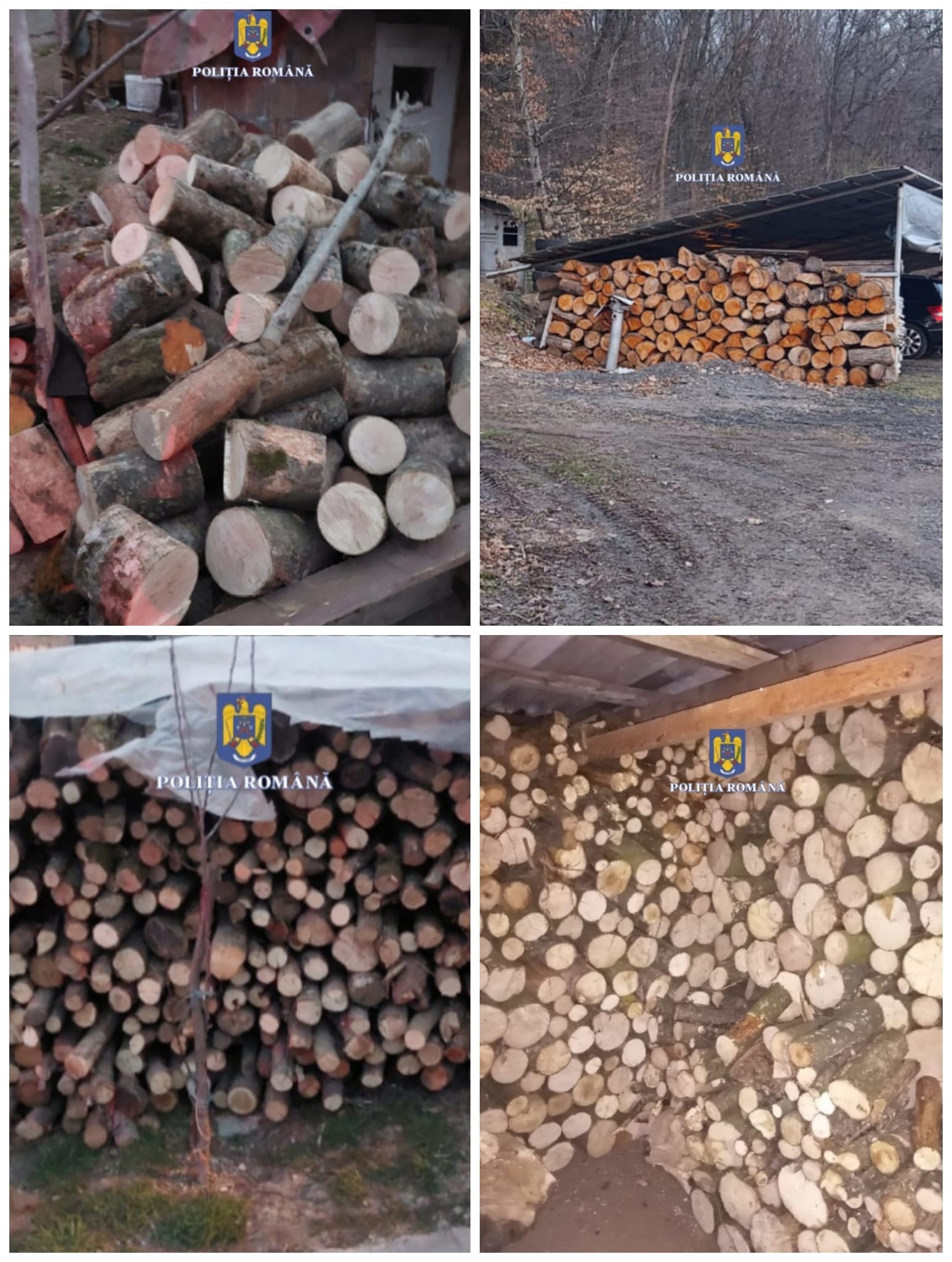 21 DE PERCHEZIȚII DOMICILIARE, ÎN DOMENIUL SILVIC 21 DE PERCHEZIȚII DOMICILIARE, ÎN DOMENIUL SILVIC