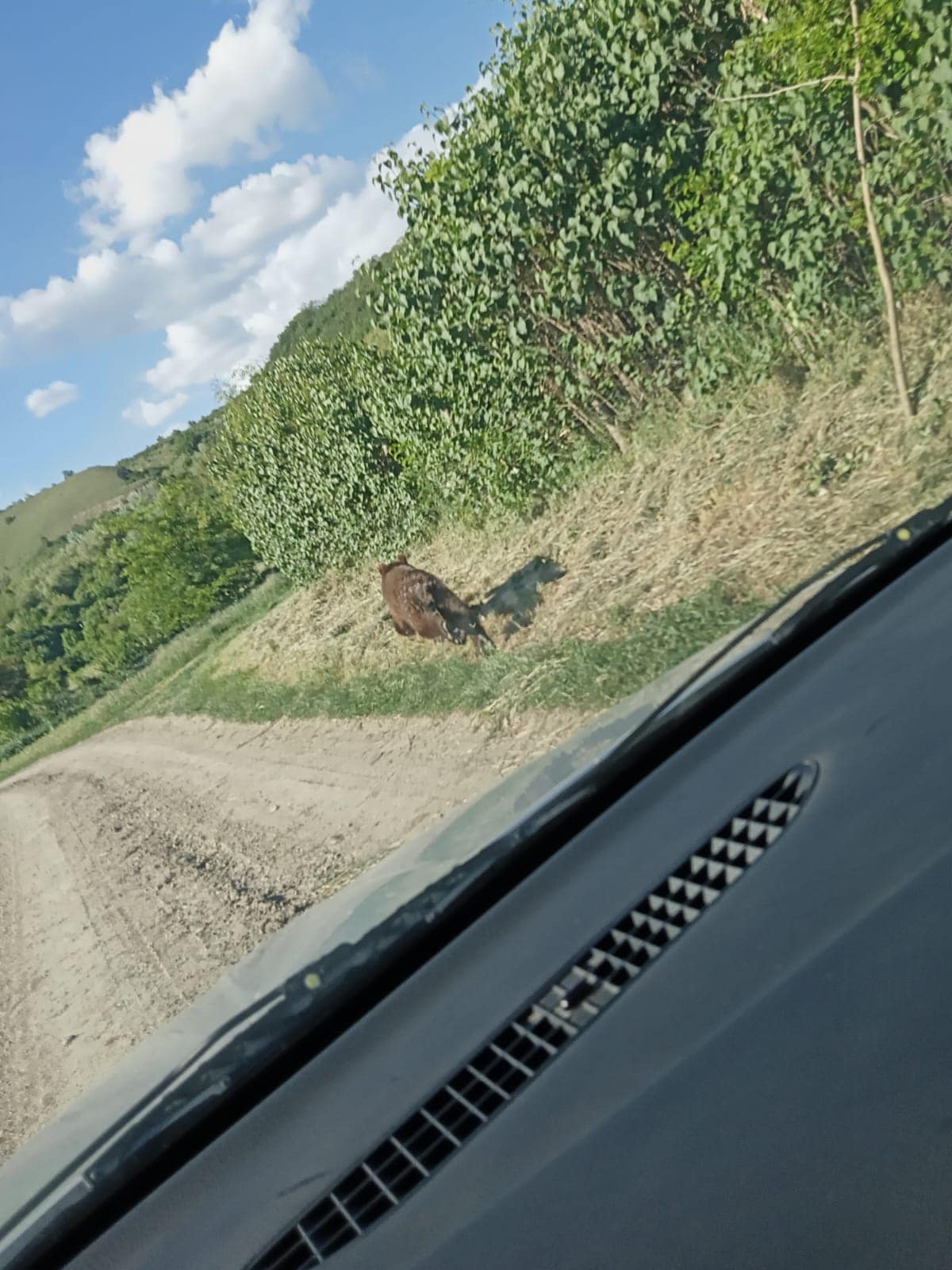 Liber la împușcat urși, în județul Mureș Liber la împușcat urși, în județul Mureș