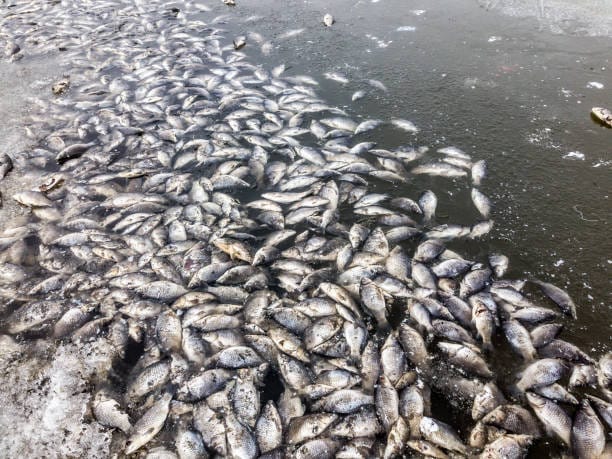 Poluare chimică pe un pârâu de lângă Reghin Poluare chimică pe un pârâu de lângă Reghin
