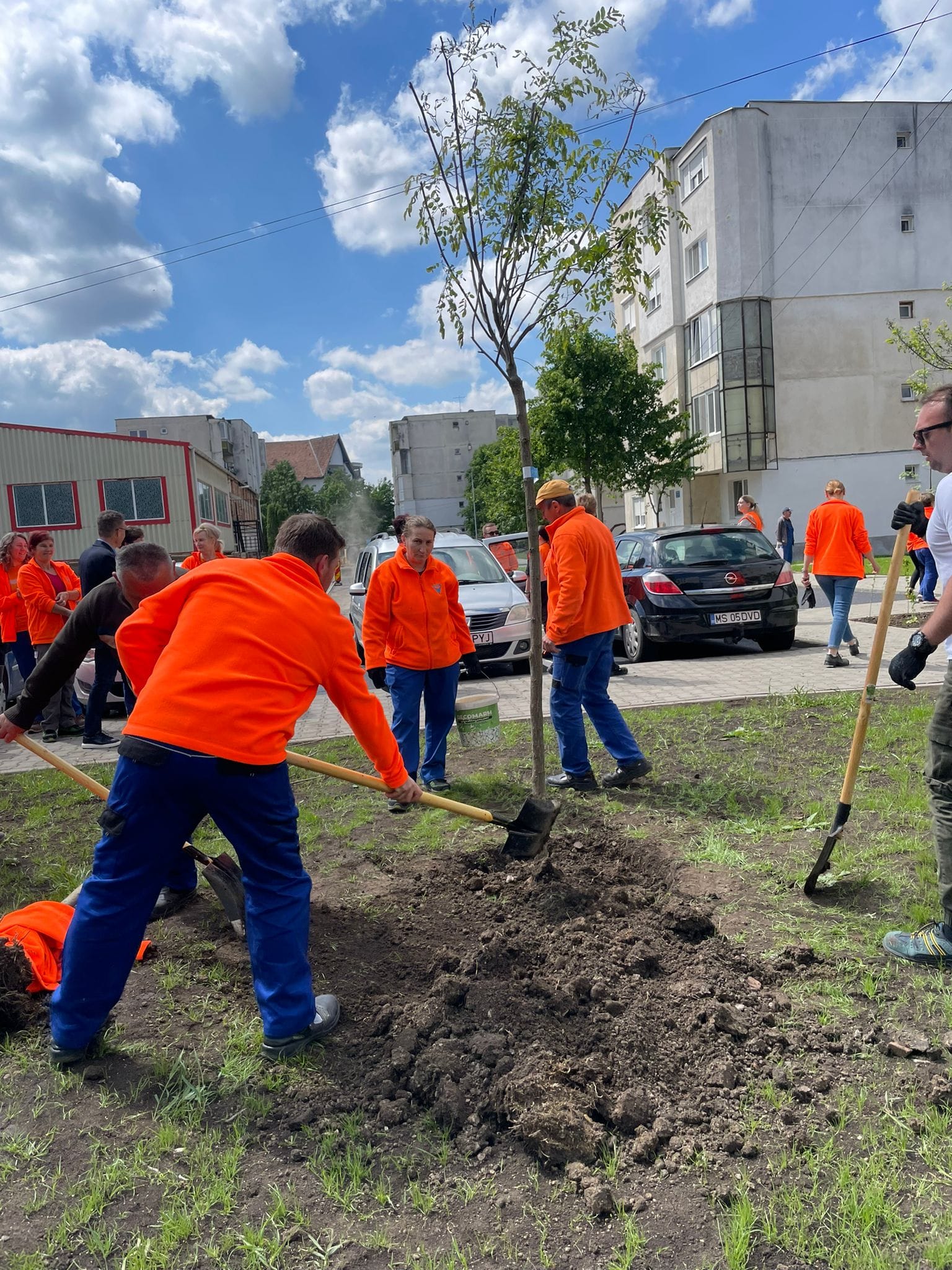75 de arbori plantați la Luduș 75 de arbori plantați la Luduș