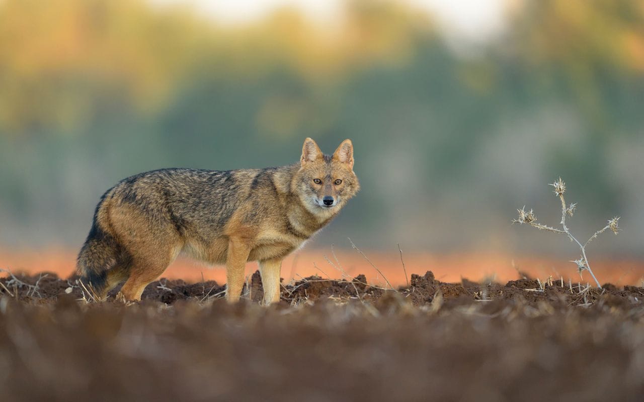 sacal-auriu-5_shutterstock_descopera