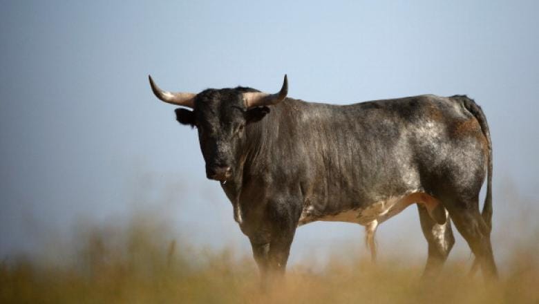 Bărbat omorât de TAUR la Valea Largă Bărbat omorât de TAUR la Valea Largă