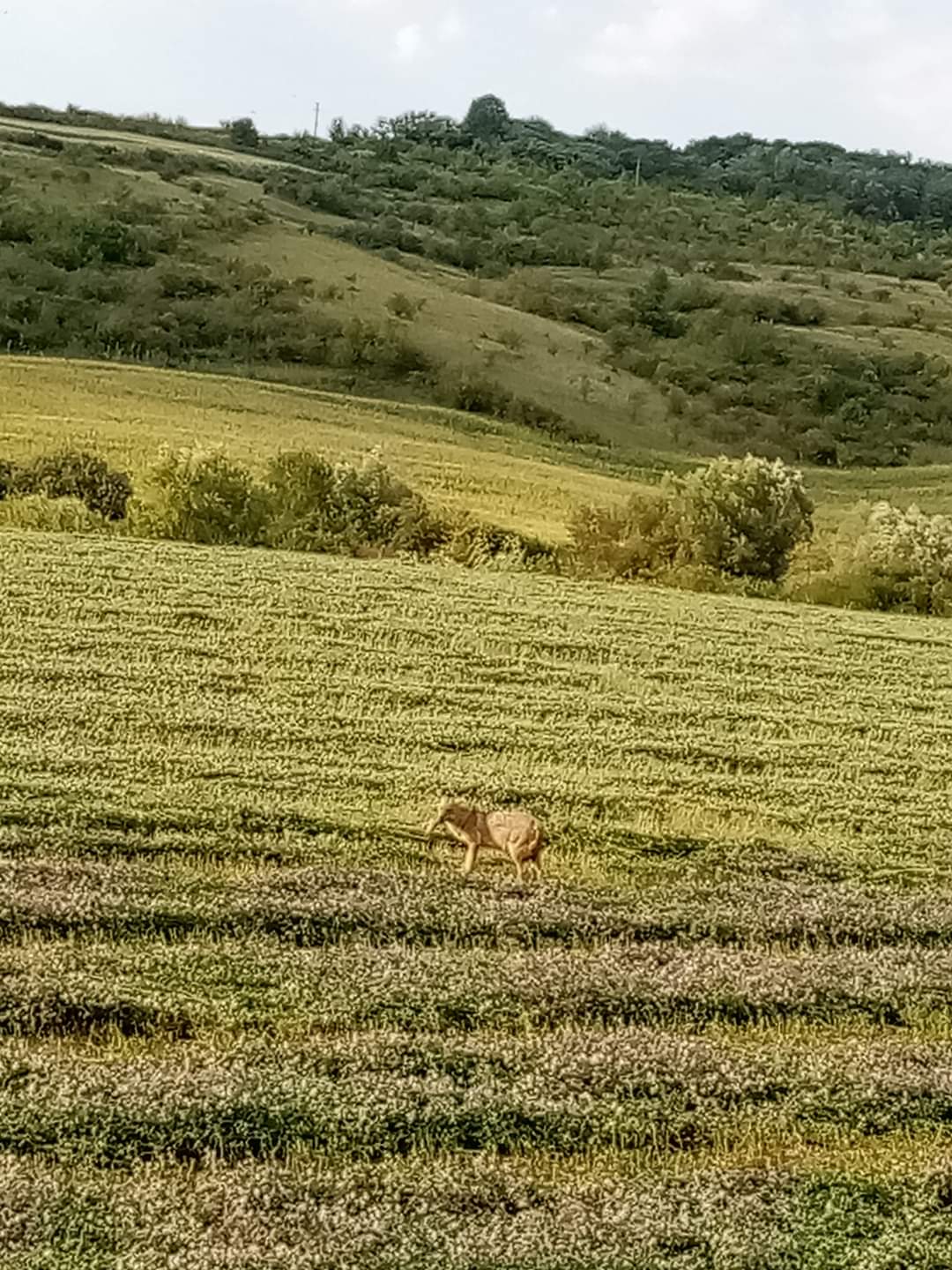 Sacalii dau atacul la Șeulia Sacalii dau atacul la Șeulia