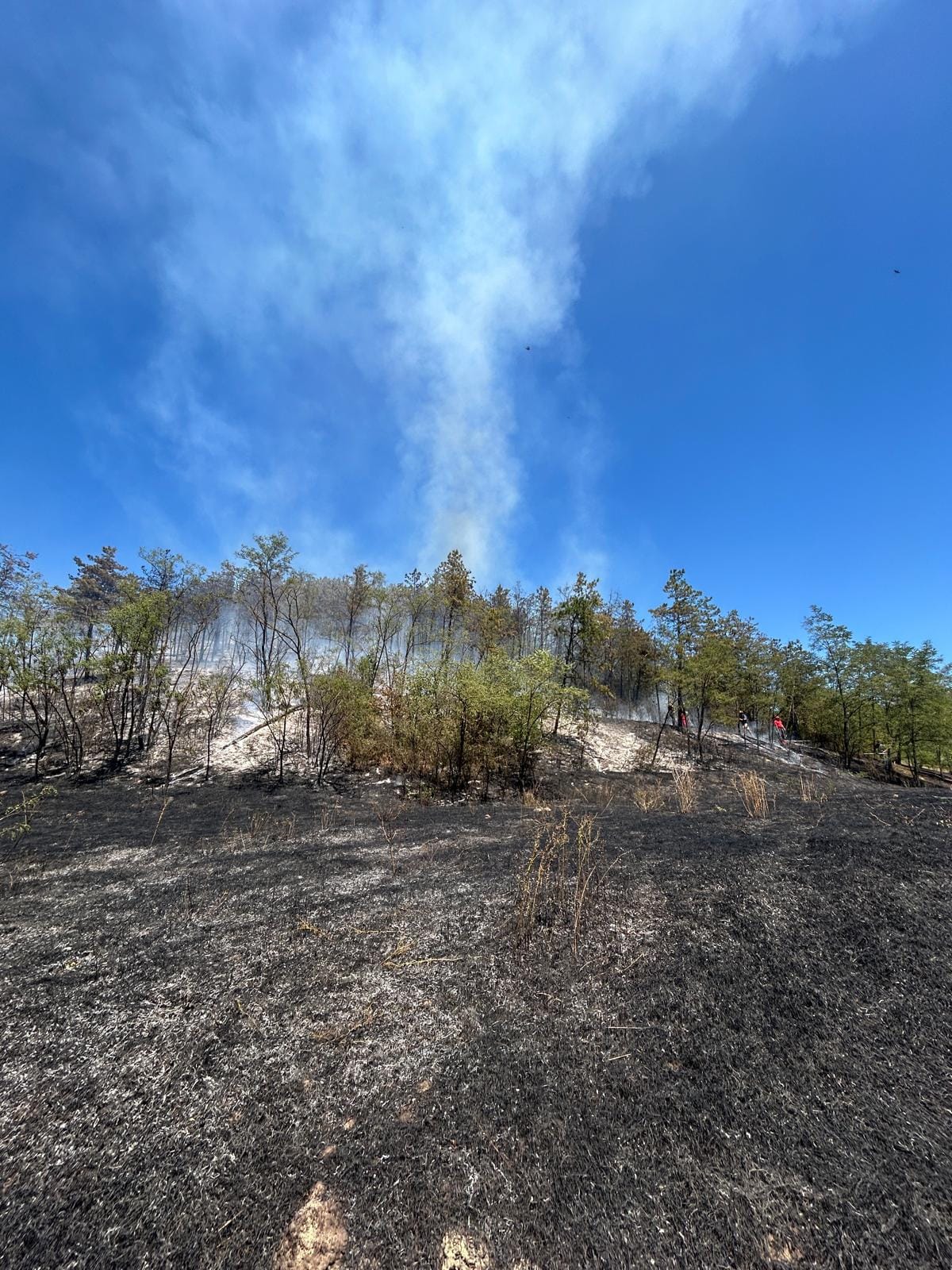 O padure a luat foc la Iclanzel O padure a luat foc la Iclanzel