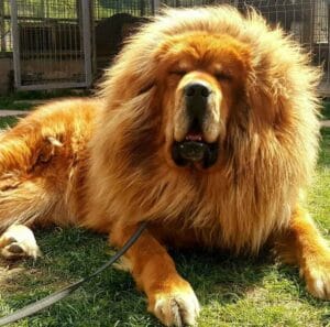 Cel mai frumos Tibetan Mastiff din lume trăiește la Târgu Mureș Cel mai frumos Tibetan Mastiff din lume trăiește la Târgu Mureș