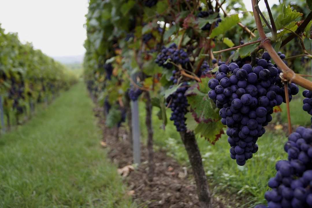 Vesti bune pentru viticultori Vesti bune pentru viticultori