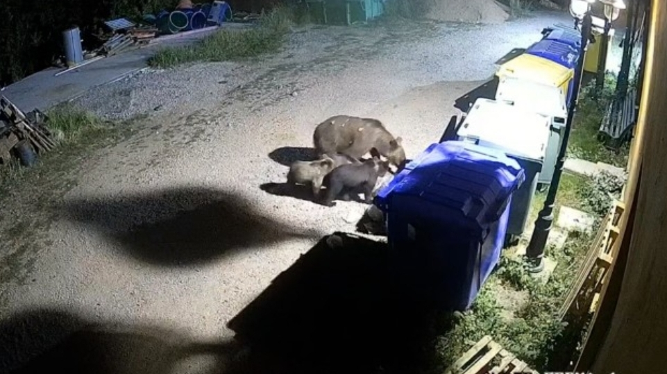 Zoo Târgu Mureș, tot mai nesigură! Urșii sar gardul și intră în Zoo Zoo Târgu Mureș, tot mai nesigură! Urșii sar gardul și intră în Zoo