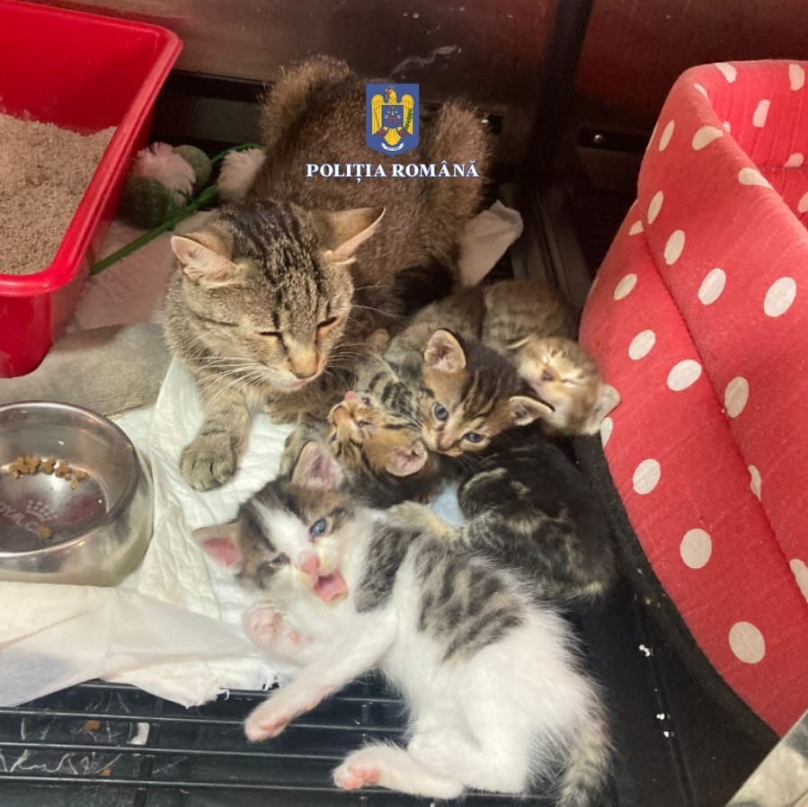 SANCȚIONATĂ CU 12.000 DE LEI DUPĂ CE AR FI ABANDONAT MAI MULȚI PUI DE PISICĂ SANCȚIONATĂ CU 12.000 DE LEI DUPĂ CE AR FI ABANDONAT MAI MULȚI PUI DE PISICĂ