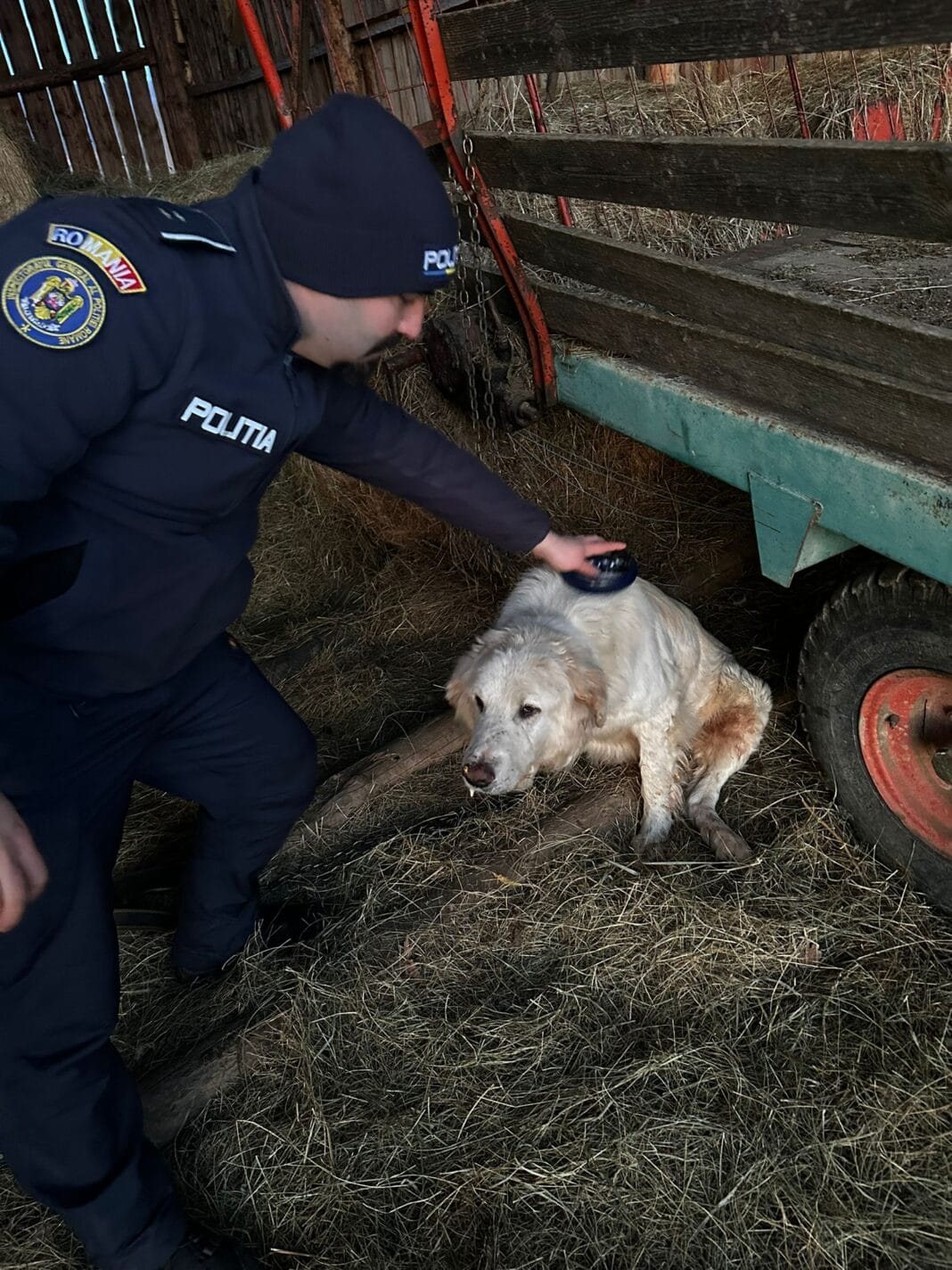Om fără suflet: a chinuit o grămadă de câini Om fără suflet: a chinuit o grămadă de câini
