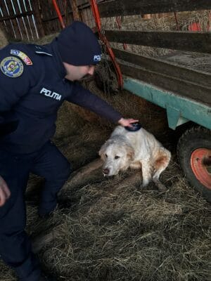 Om fără suflet: a chinuit o grămadă de câini Om fără suflet: a chinuit o grămadă de câini