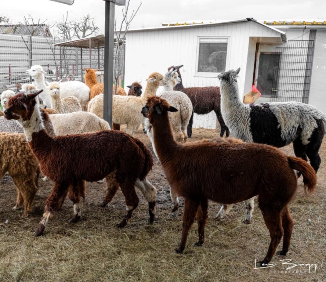 Alpaca – animalul perfect pentru terapie – disponibil la Bogata de Mureș Un suflu blând, calm și… pufos pentru sufletul tău! Alpaca – animalul perfect pentru terapie – disponibil la Bogata de Mureș Un suflu blând, calm și… pufos pentru sufletul tău!