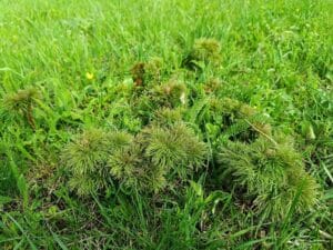 Cand vom putea vizita bujorii de la Zau de Campie? Cand vom putea vizita bujorii de la Zau de Campie?