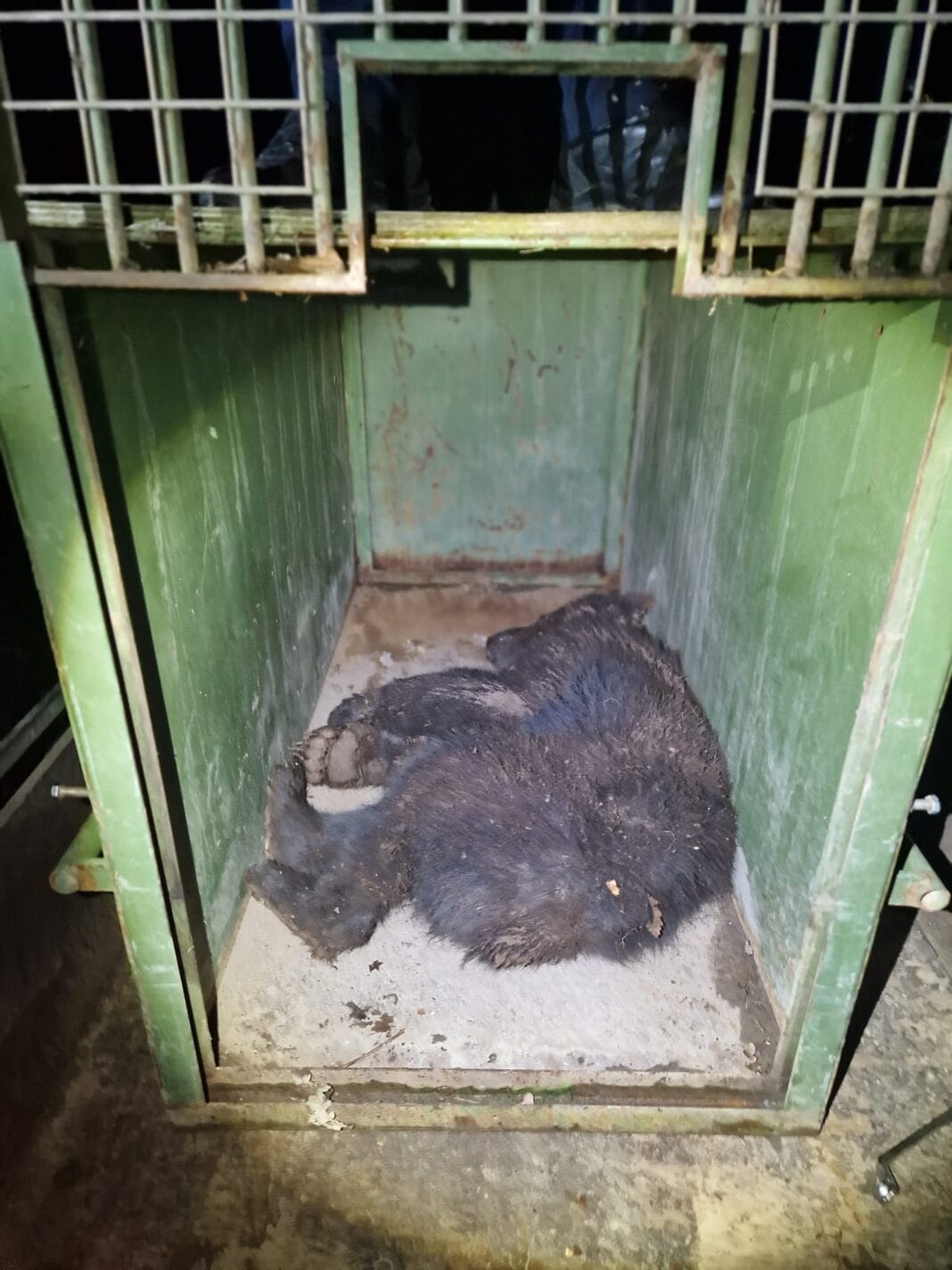 O noapte plină de acțiune la Zoo Târgu Mureș: doi urși capturați și relocați în siguranță O noapte plină de acțiune la Zoo Târgu Mureș: doi urși capturați și relocați în siguranță