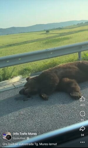 Urs ucis pe A3 între Târgu Mureș și Iernut Urs ucis pe A3 între Târgu Mureș și Iernut