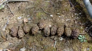 💥 DESCOPERIRE ȘOCANTĂ LA MIERCUREA NIRAJULUI! GRENADE DE MÂNĂ DIN PRIMUL RĂZBOI MONDIAL, GĂSITE ÎNTÂMPLĂTOR! 💥 💥 DESCOPERIRE ȘOCANTĂ LA MIERCUREA NIRAJULUI! GRENADE DE MÂNĂ DIN PRIMUL RĂZBOI MONDIAL, GĂSITE ÎNTÂMPLĂTOR! 💥