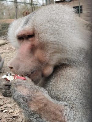 Program special de sărbători la Târgu Mureș Zoo: deschis zilnic pentru vizitatori Program special de sărbători la Târgu Mureș Zoo: deschis zilnic pentru vizitatori