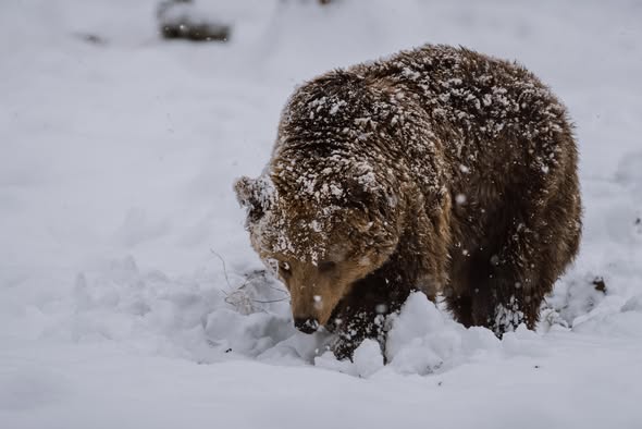 Zoo Târgu Mureș, magnet pentru sute de mii de vizitatori: peste 309.000 de oameni au trecut porțile grădinii zoologice în 2025