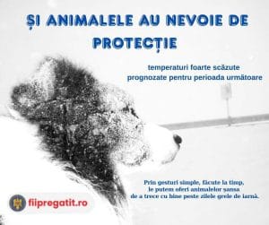❄️ Gerul nu iartă: animalele depind de noi în zilele cu frig extrem 🐾 ❄️ Gerul nu iartă: animalele depind de noi în zilele cu frig extrem 🐾