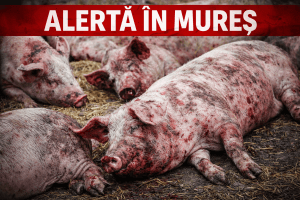ALERTĂ GRAVĂ în județul Mureș! Focar de pestă porcină africană confirmat la Târgu Mureș focar pestă porcină