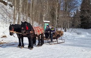 Iarnă cu tradiție la Pârtia Aluniș: plimbări cu sănii trase de cai, pentru toate vârstele Iarnă cu tradiție la Pârtia Aluniș: plimbări cu sănii trase de cai, pentru toate vârstele
