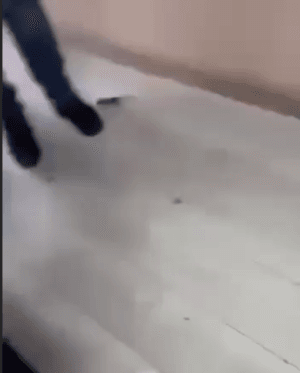 VIDEO: Clasă infestată cu șoareci la Liceul Tehnologic Luduș + elevii pot lua foc ORICÂND VIDEO: Clasă infestată cu șoareci la Liceul Tehnologic Luduș + elevii pot lua foc ORICÂND