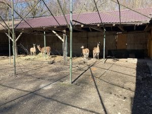 Premieră la Zoo Târgu Mureș: guanaco, pumă și papagali exotici au ajuns în cea mai mare grădină zoologică din România Premieră la Zoo Târgu Mureș: guanaco, pumă și papagali exotici au ajuns în cea mai mare grădină zoologică din România