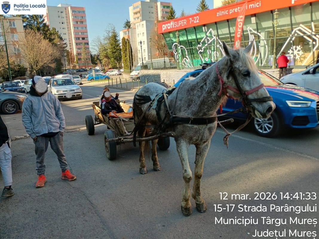 Săptămână de foc pentru Poliția Locală Târgu Mureș Săptămână de foc pentru Poliția Locală Târgu Mureș