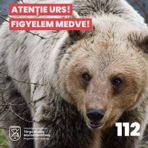 URSUL DĂ TÂRCOALE PLATOULUI CORNEȘTI! PRIMĂRIA TÂRGU MUREȘ A LANSAT ALERTA URSUL DĂ TÂRCOALE PLATOULUI CORNEȘTI! PRIMĂRIA TÂRGU MUREȘ A LANSAT ALERTA