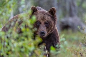 Alertă la Reghin! Urs semnalat pe raza orașului, autoritățile au cerut extragerea animalului Alertă la Reghin! Urs semnalat pe raza orașului, autoritățile au cerut extragerea animalului