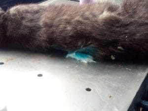 Motan ÎMPUȘCAT la Zau de Câmpie Motan ÎMPUȘCAT la Zau de Câmpie