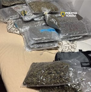 69 DE KILOGRAME DE CANABIS, COCAINĂ ȘI SUTE DE MII DE LEI! LOVITURĂ URIAȘĂ ÎNTR-O ANCHETĂ ANTIDROG CARE A VIZAT CLUJUL, MUREȘUL ȘI ALBA 69 DE KILOGRAME DE CANABIS, COCAINĂ ȘI SUTE DE MII DE LEI! LOVITURĂ URIAȘĂ ÎNTR-O ANCHETĂ ANTIDROG CARE A VIZAT CLUJUL, MUREȘUL ȘI ALBA