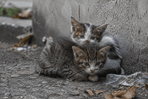 Și-a abandonat puii de pisică pe stradă! O femeie din Târgu Mureș s-a ales cu o amendă usturătoare Și-a abandonat puii de pisică pe stradă! O femeie din Târgu Mureș s-a ales cu o amendă usturătoare