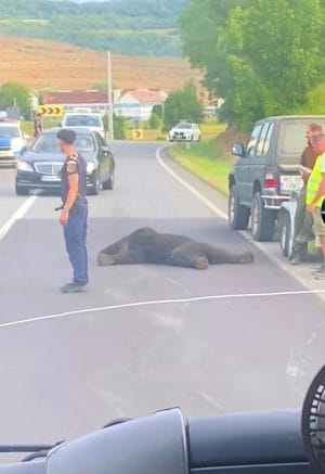 Urs lovit lângă Târgu Mureș. Pericolul crește Urs lovit de mașină între Târgu Mureș și Corunca. Incidentul reaprinde disputa privind gestionarea populației de urs brun.