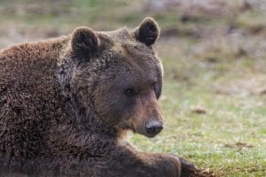 Atacat de urs după un accident pe DN13A Atac de urs la Sângeorgiu de Pădure, după ce animalul a fost lovit de o mașină. Un bărbat de 74 de ani a fost rănit și transportat la spital.